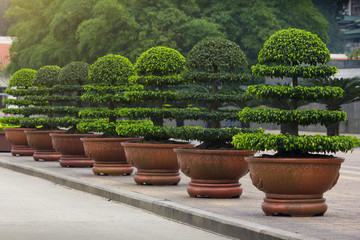 Decorative Ficus Annulata or Banyan Tree planting in the flower pot