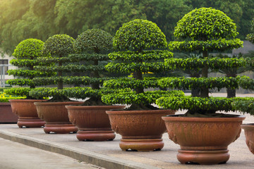 Decorative Ficus Annulata or Banyan Tree planting in the flower pot
