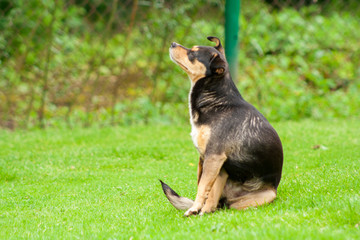 dark dog sitting in a strange position on the green grass