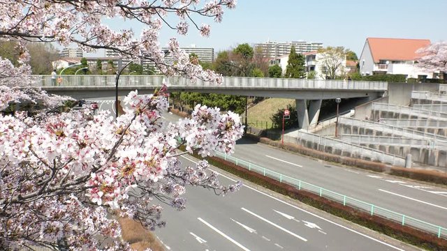 TAMA CITY,  TOKYO,  JAPAN - CIRCA APRIL 2018 : Scenery of CHERRY BLOSSOM in RESIDENTIAL AREA at TAMA CITY area.