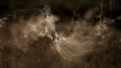Spinnennetz