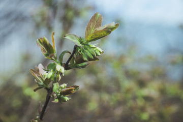 Branches with new leaves in the garden. Selective focus.