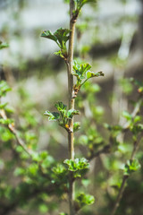 Branches with new leaves in the garden. Selective focus.