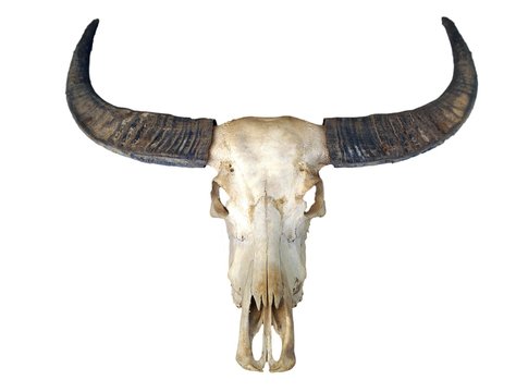 buffalo skull isolated on white background