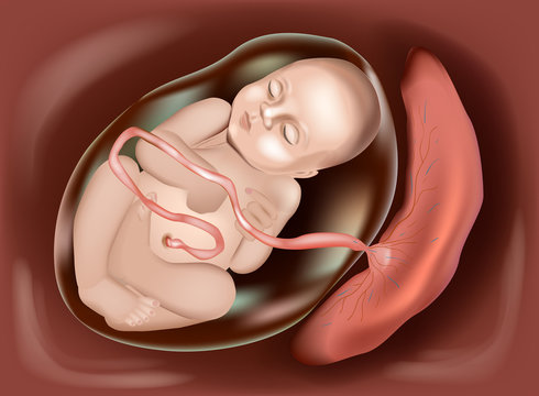 Baby In The Womb. Placenta