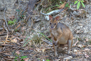 Male Red-legged Pademelon standing on forest floor near Kuranda on the Atherton Tableland in Tropical North Queensland, Australia