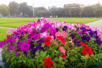 Beautiful Colorful Petunia Flowers in the flower pot with grass field background