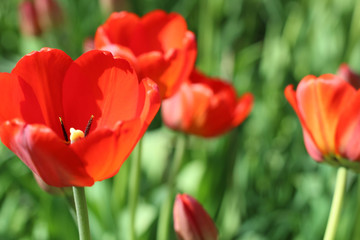 Fototapeta premium Red flowers of tulips with green foliage