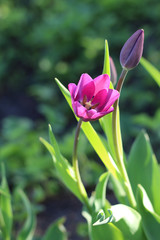 Violet flowers of tulips with green foliage