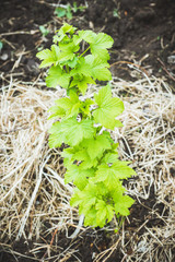 Branches with new leaves in the garden. Selective focus.