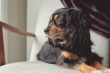 Small dog portrait - King Charles Cavalier cross terrier breed