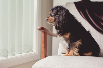 Small dog portrait - King Charles Cavalier cross terrier breed