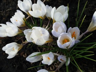 mom's crocus