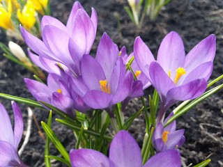 mom's crocus