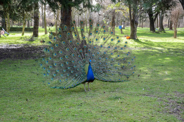 Obraz premium A large crested pheasant native to Asia.Beautiful peafowl is courting.