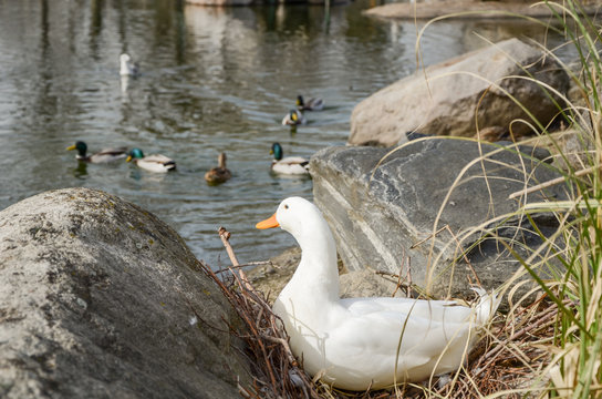 White and lonely duck are looking from afar to the floating ducks in the water.