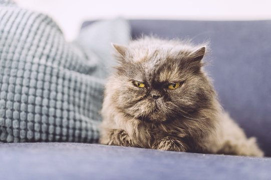 37 Best Persan Bleu Images Stock Photos Vectors Adobe Stock