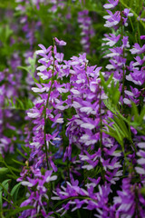 Fototapeta premium Bright flowers of Sainfoin lilac color. The family of legumes. Onobrýchis.
