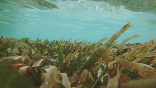 Traveling Underwater Shot In The Maldives Over A Cymodocea Seagrass Meadow, Environmentally Important Due To  Holding Twice As Much Carbon Dioxide As Rain Forests.