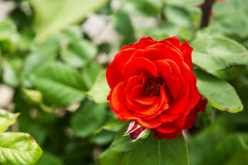 Detail of red rose in the garden.