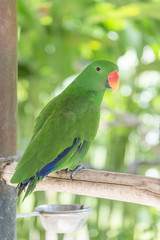 Singing green parrot on branch in the zoo
