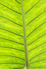 Ensete lasiocarpum close up, front side of leaf