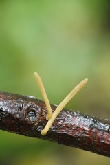 Pipe club fungus, Macrotyphula, fistulosa var. contorta
