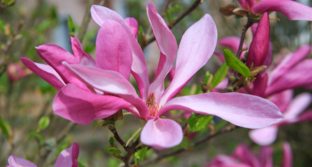 Magnolia in spring garden macro shot.