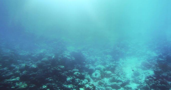 Underwater Shot of the Sea Life, Coral Reefs, Fishes in the Beautiful Waters Color of Aquamarine. Shot on RED Epic 4K UHD Camera.