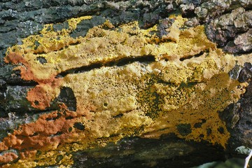 Carpet slime mold, Trichia persimilis