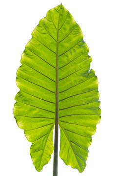 Ensete lasiocarpum close up, front side of leaf