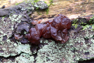 Jelly fungus, Ascotremella, faginea, growing on oak stump