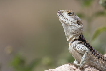 Starred agama, Stellagama stellio standing alert on a garden wall in cyprus during may