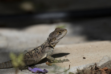 starred agama, Stellagama stellio within a cyprus garden standing alert and finding prey.
