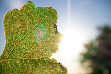 Ant on a green leaf