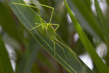 plump bush cricket in the wild walking on a bush in cyprus during may.