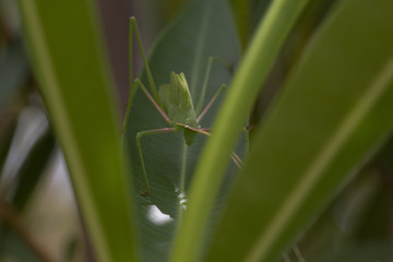 plump bush cricket in the wild walking on a bush in cyprus during may.