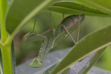 giant African mantis, Sphodromantis viridis in the wild amongst a bush in a garden in cyprus during may.