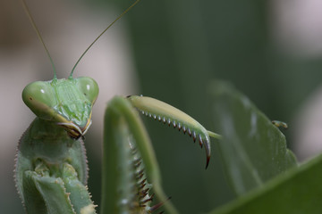 giant African mantis, Sphodromantis viridis in the wild amongst a bush in a garden in cyprus during may.