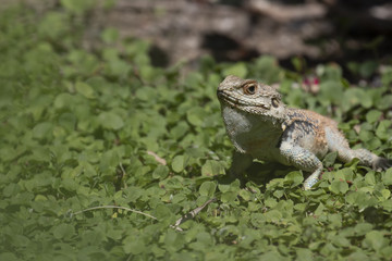 starred agama, Stellagama stellio within a cyprus garden standing alert and finding prey.