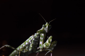 Thistle mantis, Blepharopsis mendica within a garden in cyprus during may at night and day.