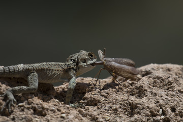 starred agama, Stellagama stellio within a cyprus garden standing alert and finding prey.