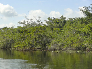 New River in Belize