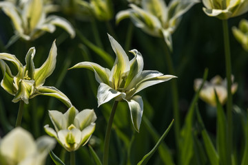 Tulip festival Ottawa Canada 2018.