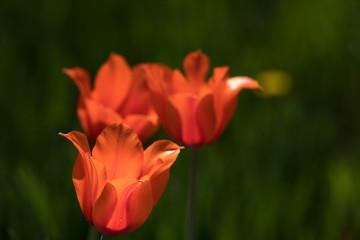 Tulip festival Ottawa Canada 2018.