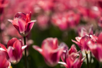 Tulip festival Ottawa Canada 2018.