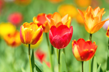 Colorful Tulips Flowers Blooming in a Park close up.