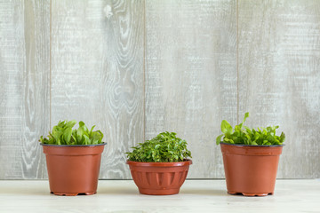 Spring gardening light concept
