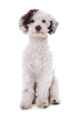 Sitzender Pudelmischling isoliert auf weißem Grund