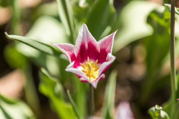 Tulip festival Ottawa Canada 2018.
